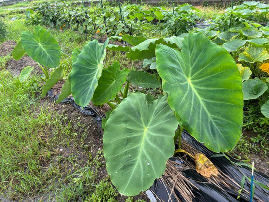 本日11時から農家さんのお野菜販売がございます！！　～大阪　寝屋川　お米屋さん　ネオニコフリー～